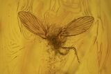 Fossil Moth Fly (Psychodidae) & Fly (Chironomidae) in Baltic Amber #234504-1